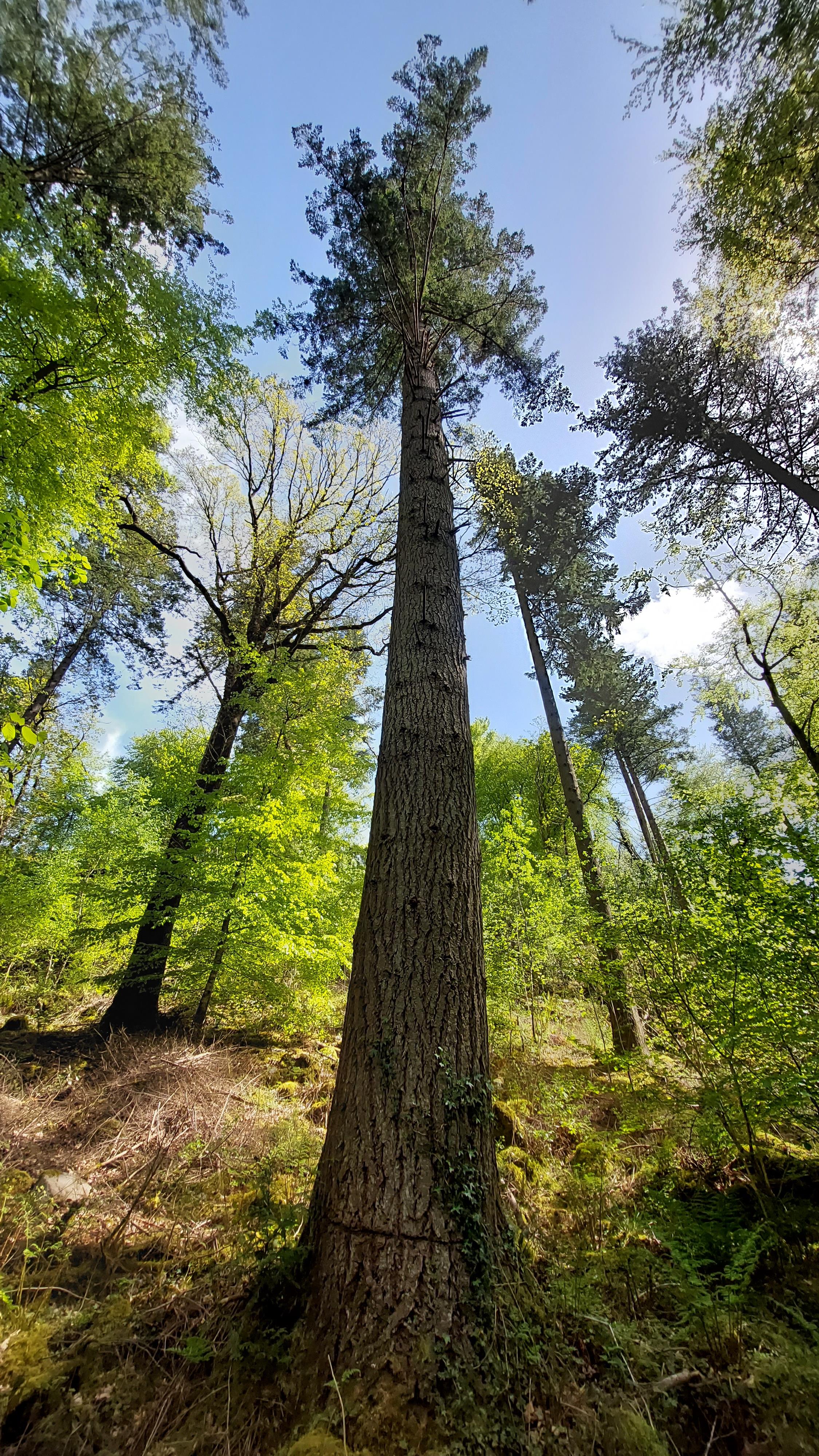 Trees are one of the singlemost important organisms on the planet and as such deserve the best care we can offer them!